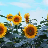 明野のひまわり畑