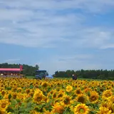 北竜町ひまわりの里