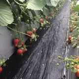 順子の苺園