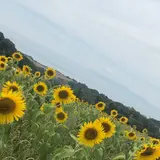島原レタスクラブ