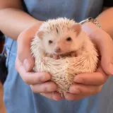 ハリネズミカフェ HARRY