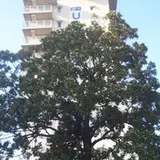毛馬町