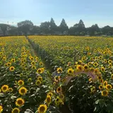 座間ひまわり畑