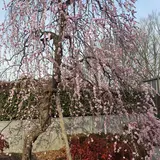 府中市郷土の森博物館