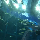 琵琶湖博物館