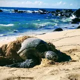 Laniakea Beach