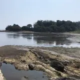 江奈湾干潟
