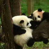 成都大熊猫繁育研究基地