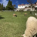 神戸市立六甲山牧場