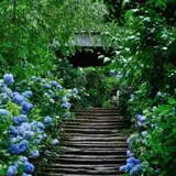 明月院（あじさい寺）