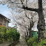 桜土手公園