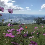 鷲ヶ峰コスモスパーク