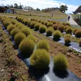 箱館山コキアパーク
