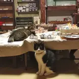 うみねこ社