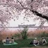 鳥屋野潟【桜の名所】