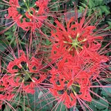 曼珠沙華公園