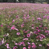 武庫川コスモス園