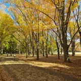 小金井公園
