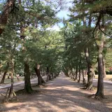 松の参道