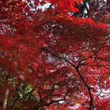 大国寺
