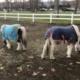 ノーザンホースパーク