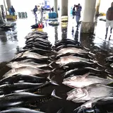 勝浦漁港