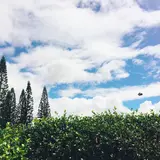 Dole Plantation