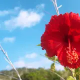 大神島