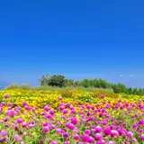 鼻高展望花の丘