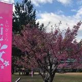 土肥桜