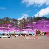東藻琴芝桜公園