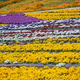 花の駅せら