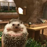 ハリネズミカフェ　HARRY 横浜中華街店