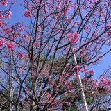 名護中央公園 天上展望台