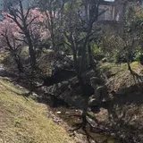 玉川上水旧水路 大山緑道