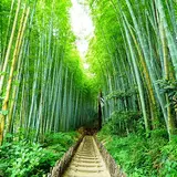 佐倉サムライの古径 ひよどり坂
