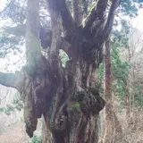 岩倉乳房杉