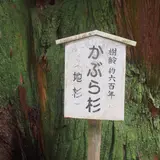 中村のかぶら杉