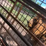アフリカンサファリ