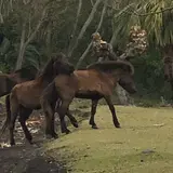 開聞山麓自然公園