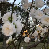 六実さくら通り