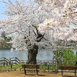 洗足池公園