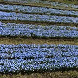 青ノ洞門