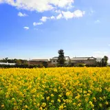 和田浦の花畑