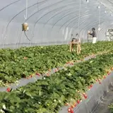 小手苺園