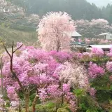 桜山公園