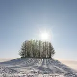 マイルドセブンの木