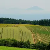 パッチワ-クの路