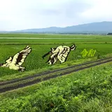 田んぼアート