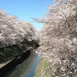 善福寺川緑地